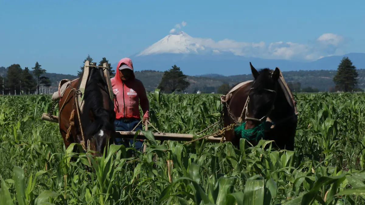 agricultuta joaquin sanluis cuartoscuro